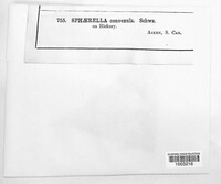 Sphaerella convexula image